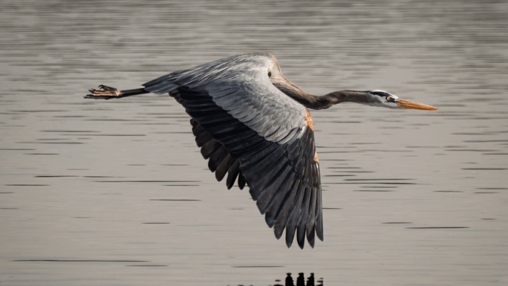 8 Birdwatching Adventures That Prove Tennessee Is a Hidden Birding Gem