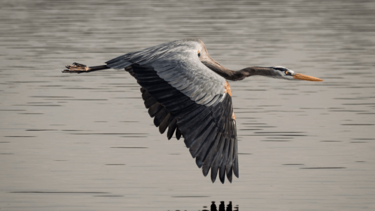 8 Birdwatching Adventures That Prove Tennessee Is a Hidden Birding Gem