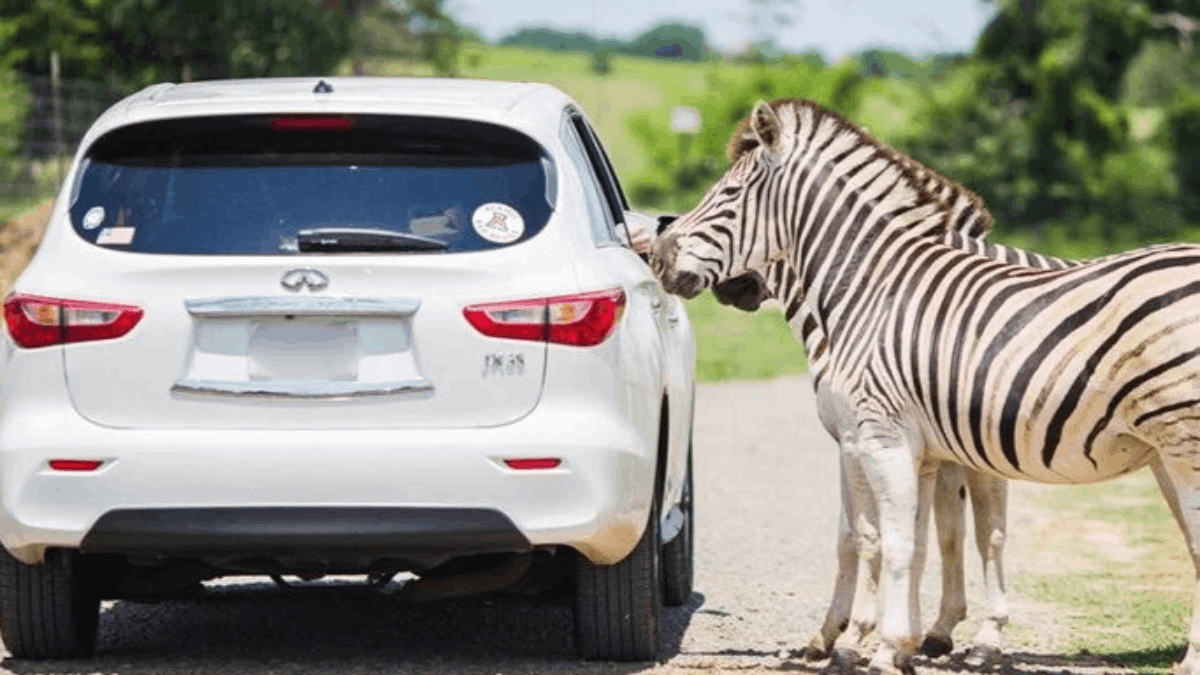 On This 7.5-Mile Tennessee Safari Drive, Exotic Animals Literally Lean Into Your Car