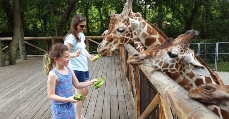 This Tennessee Zoo Lets You Feed a Giraffe—And It’s AMAZING