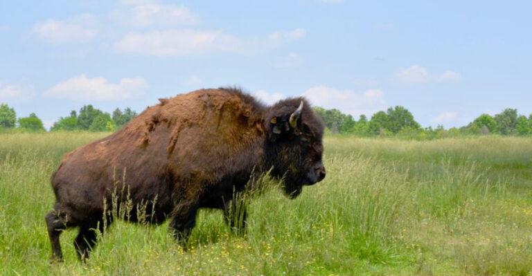 You Can Walk Among Bison at This Tennessee State Park