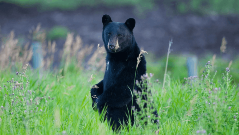 6 Places to See Black Bears in Tennessee (And When You're Most Likely to Spot Them)