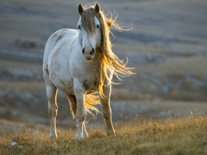5 Scenic Spots in Tennessee to Catch a Glimpse of Wild Horses