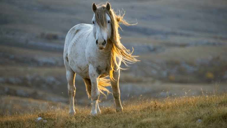 5 Scenic Spots in Tennessee to Catch a Glimpse of Wild Horses