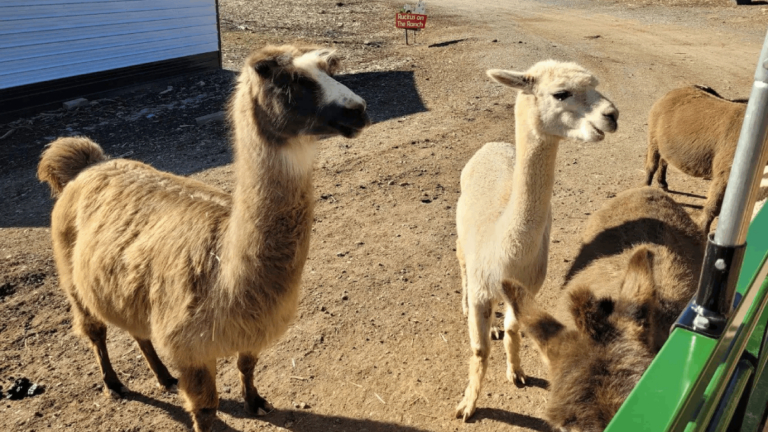 7 Cutest Places to See Baby Animals in Tennessee