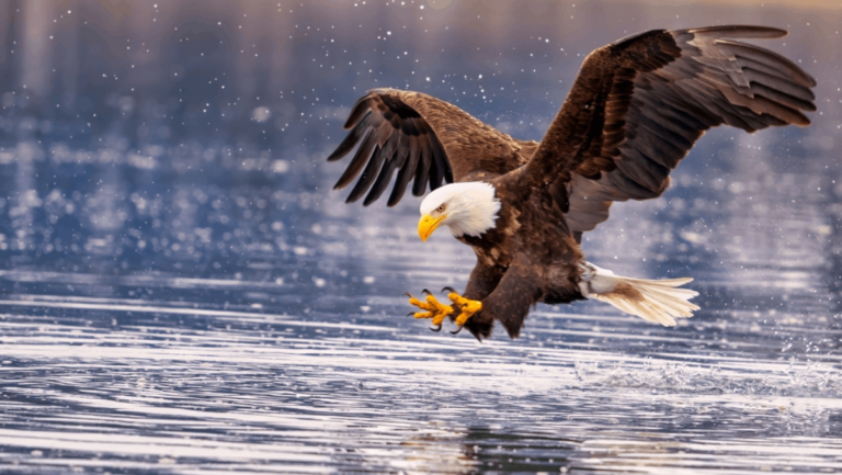 7 Tennessee Locations Where You're Most Likely to See Bald Eagles