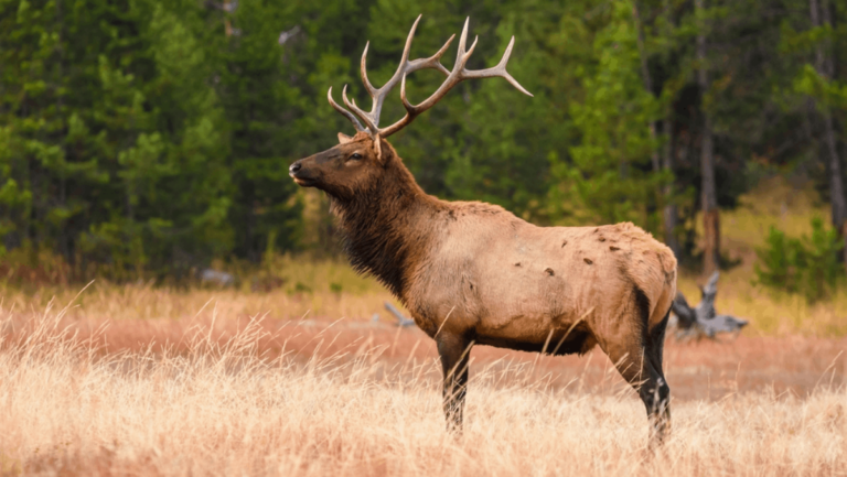 8 Places to See Wildlife in Tennessee (When the Forests Are Quiet)