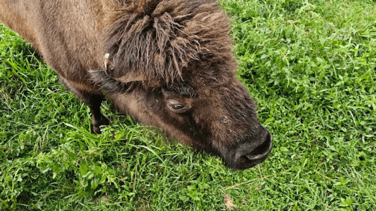 Few People Know Tennessee Has a Bison Ranch You Can Actually Visit