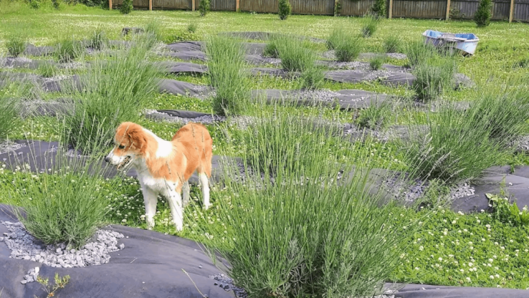 Step Into a Sea of Purple at This Dreamy Lavender Farm in Tennessee