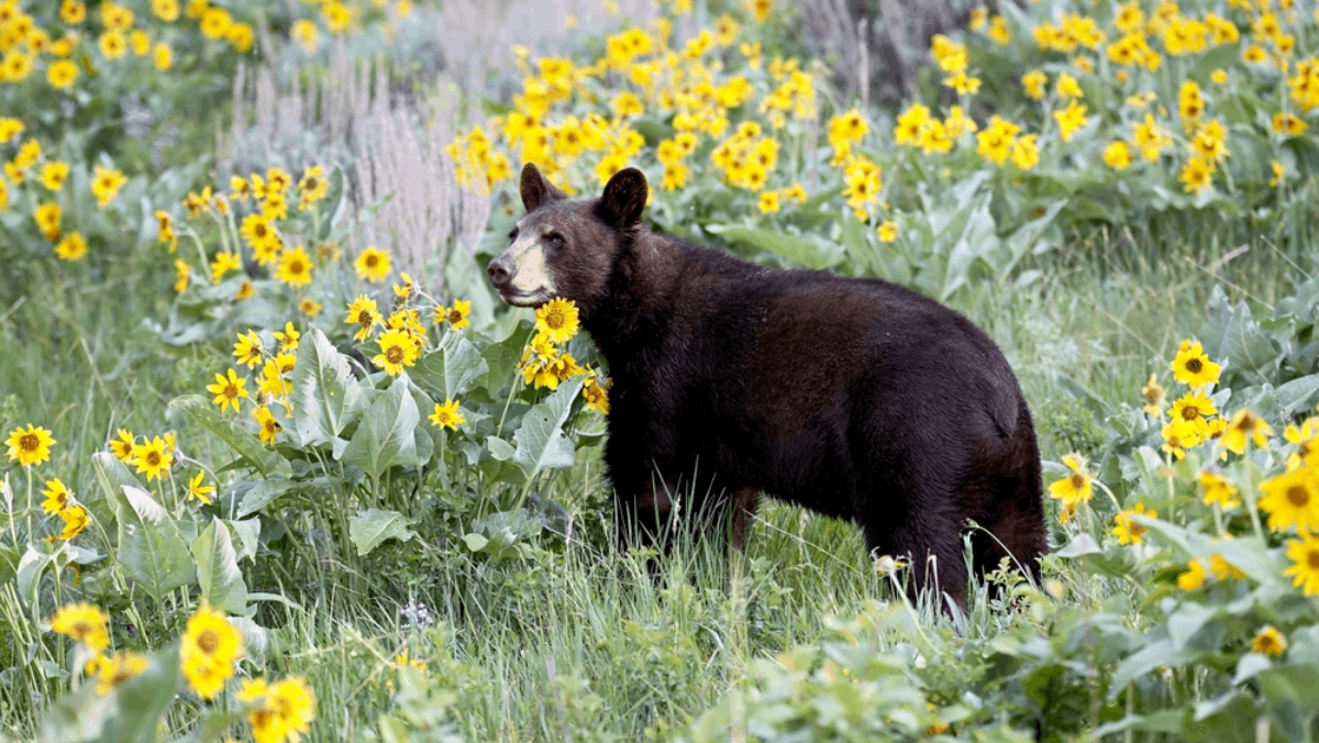 Tennessee Is Home to a Bear Rescue That Gives Orphaned Cubs a Second Chance