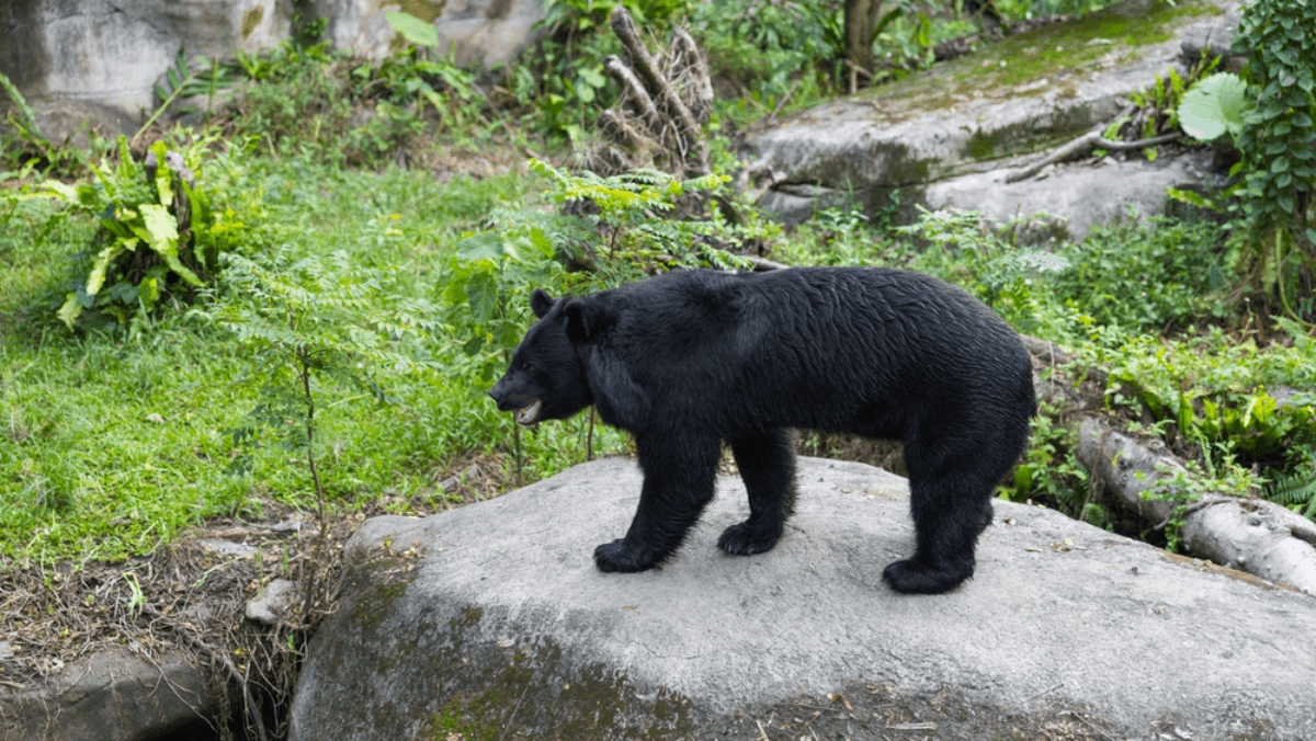 These 3 Tennessee Zoos Offer a Rare Chance to See Black Bears