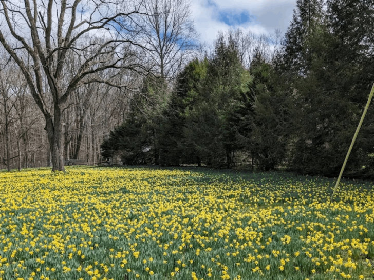 This Daffodil Farm in Tennessee Turns Into a Golden Wonderland Every Year