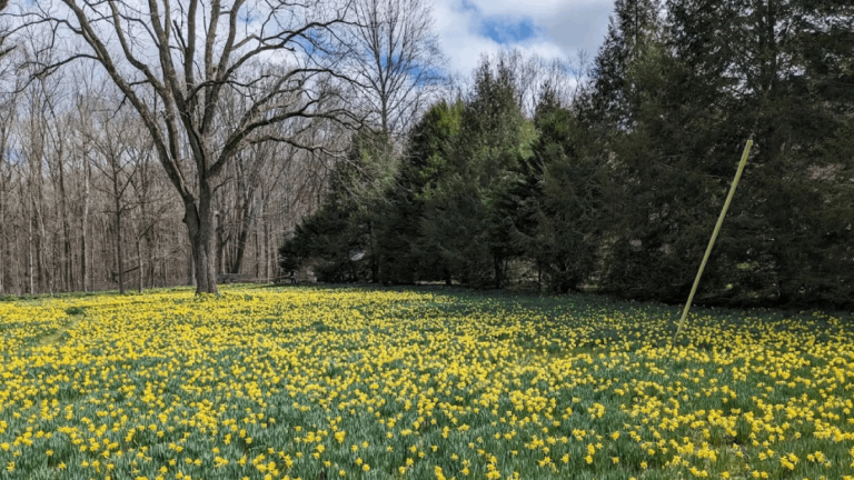 This Daffodil Farm in Tennessee Turns Into a Golden Wonderland Every Year