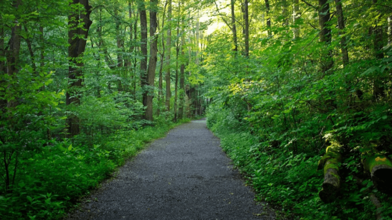 This Narrow, Winding Road in Tennessee Is Unlike Any Other Drive
