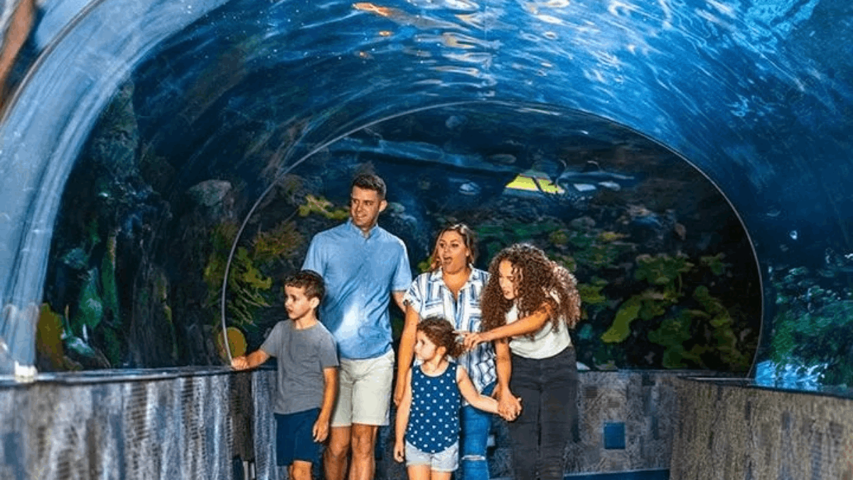 This Tennessee Aquarium Lets You Ride a Glass-Bottom Boat and Meet Penguins