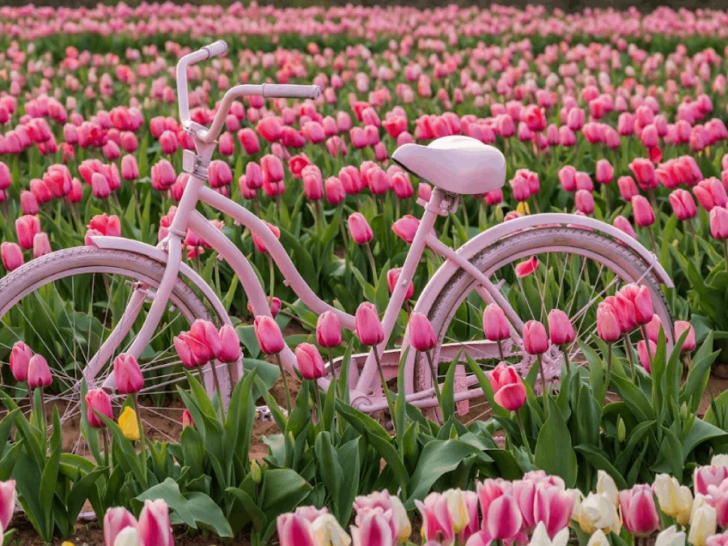 Tulip Season in Tennessee Is Almost Here &mdash; Here Are 5 Stunning Farms You Need to Visit