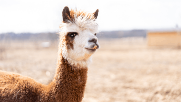 You Can Trek Through Tennessee's Mountains With Llamas—and It's as Fun as It Sounds