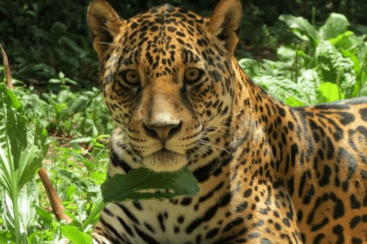 You Won't Believe Tennessee Has a Sanctuary for Big Cats