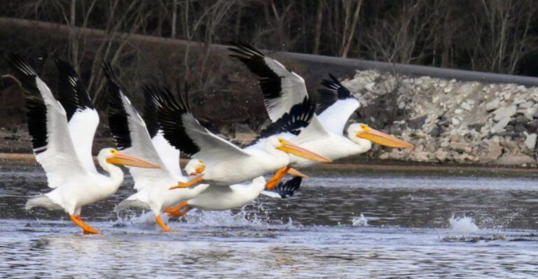We Found the Best Birding Festivals in Tennessee for 2026