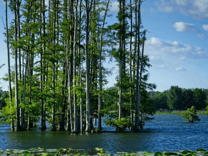 10 Breathtaking Wildlife Areas in Tennessee You Have to See to Believe