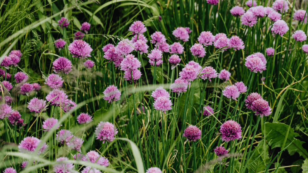 10 Herbs You Can Easily Grow Right Outside Your Door in Tennessee