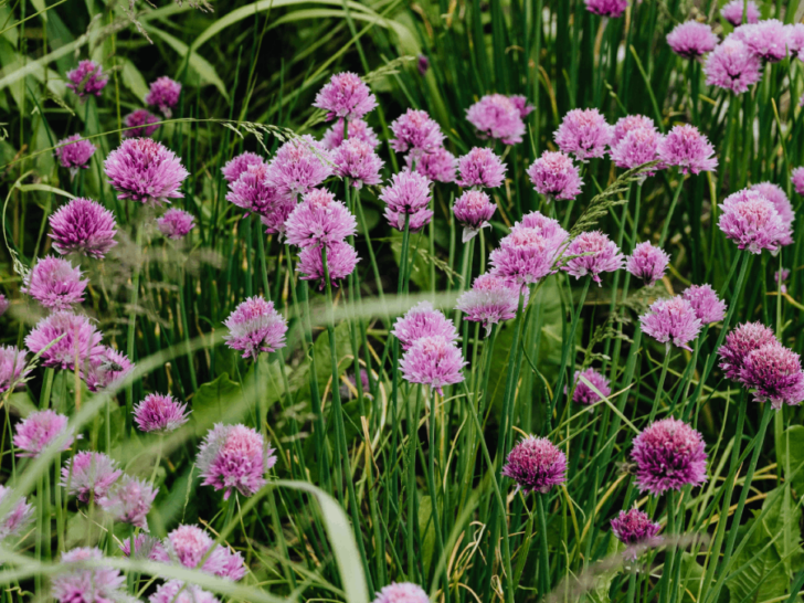 10 Herbs You Can Easily Grow Right Outside Your Door in Tennessee