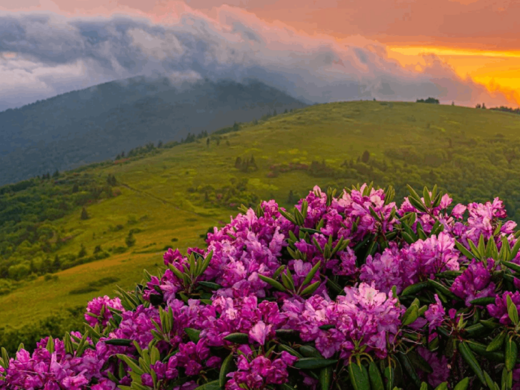 10 Magical Places in Tennessee That Feel Almost Too Good to Share