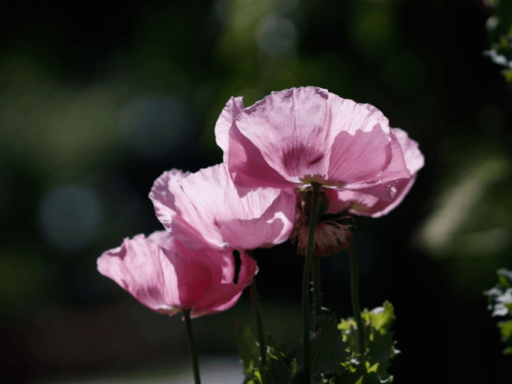 12 Plants You Might Be Growing in Your Tennessee Backyard That Are Actually Illegal