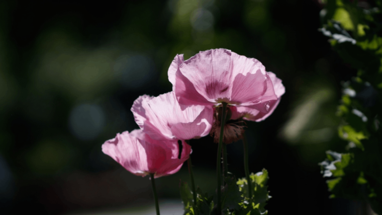 12 Plants You Might Be Growing in Your Tennessee Backyard That Are Actually Illegal