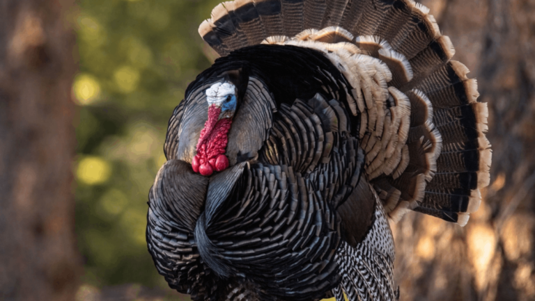 5 Great Places in Tennessee to See Wild Turkeys Roaming Free