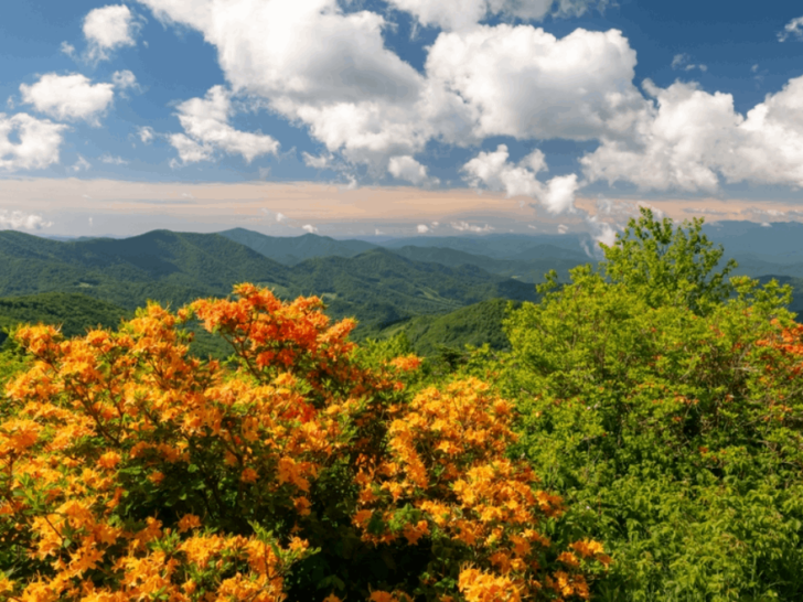 6 Best Spots in Tennessee to See Wildflowers in Bloom This Year