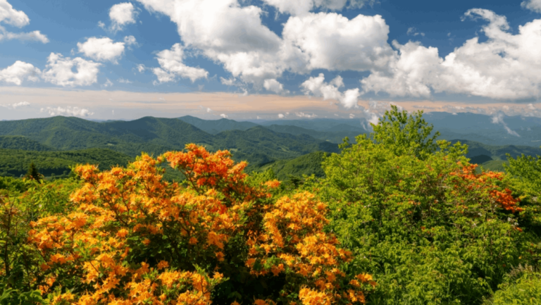 6 Best Spots in Tennessee to See Wildflowers in Bloom This Year