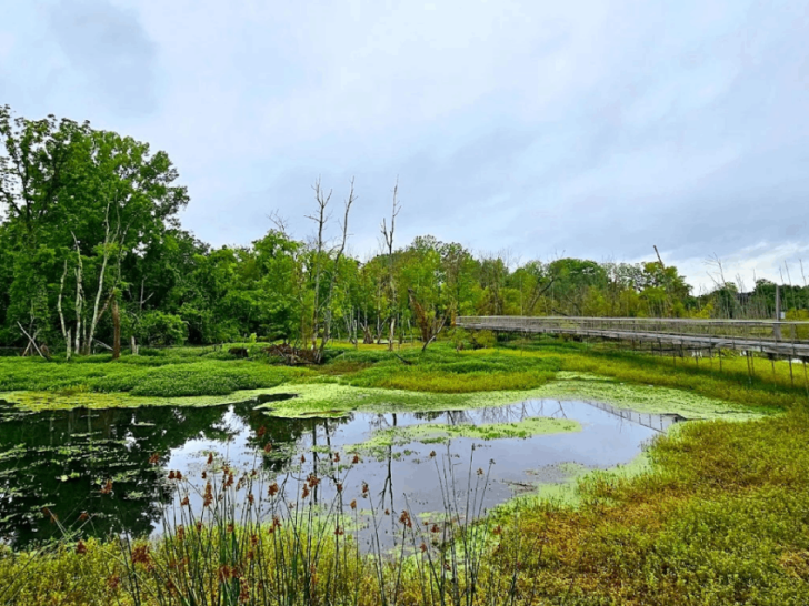 6 Hidden Wetlands in Tennessee That Most Locals Don't Even Know Exist