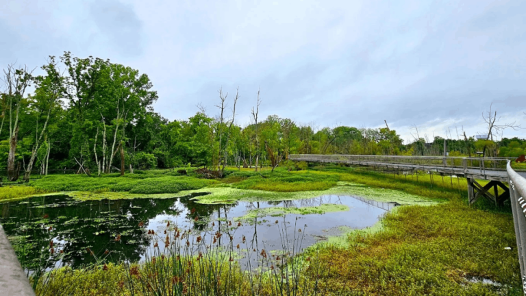6 Hidden Wetlands in Tennessee That Most Locals Don’t Even Know Exist
