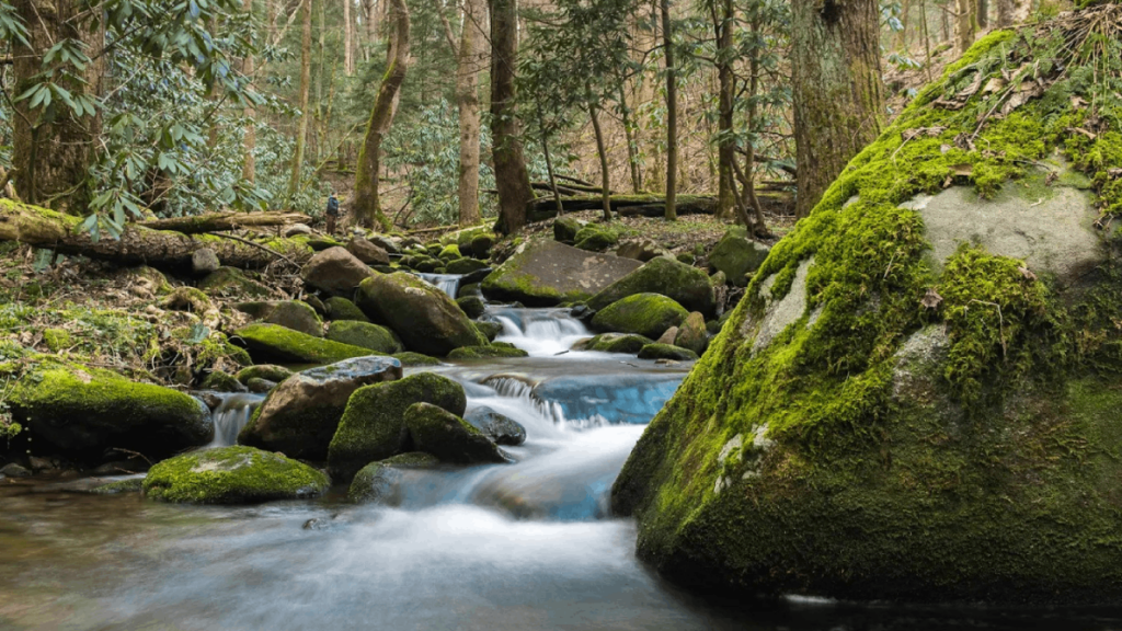 7 Remote Trails in Tennessee With Stunning Views and Fewer Crowds