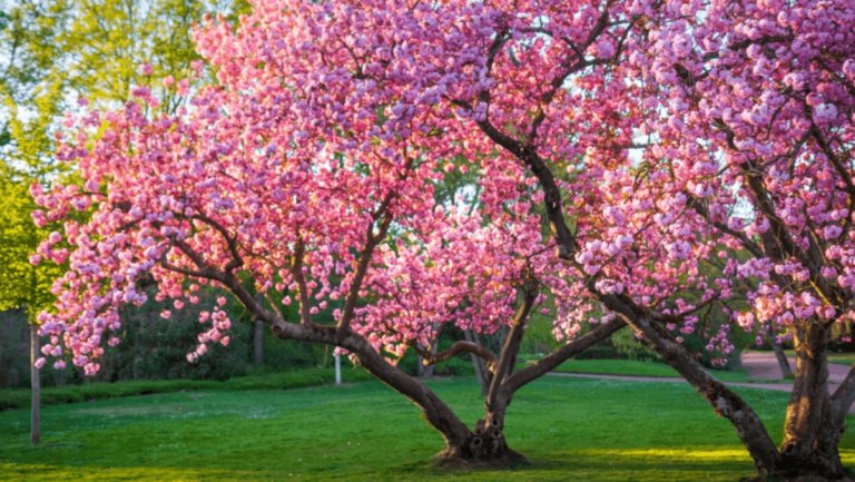 8 Places in Tennessee to See Cherry Blossoms in Bloom This Spring