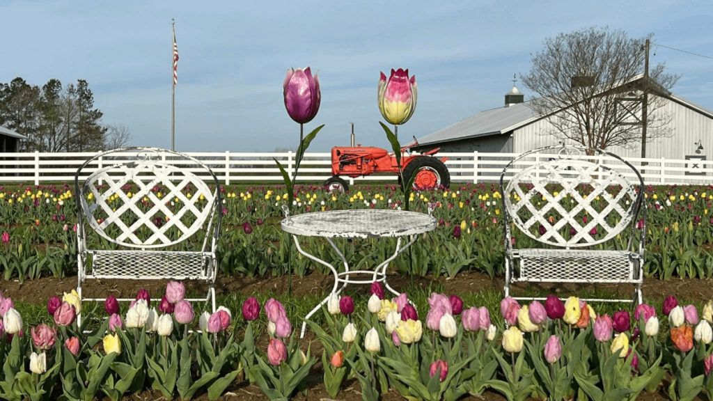 Don't Miss This Tennessee Tulip Patch—It's Only in Bloom for a Limited Time