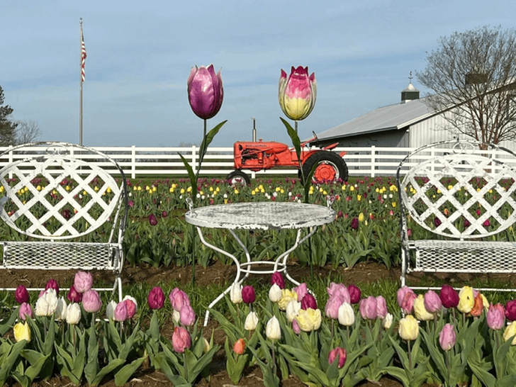 Don’t Miss This Tennessee Tulip Patch—It’s Only in Bloom for a Limited Time
