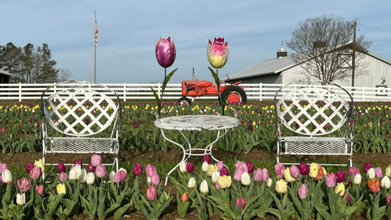 Don’t Miss This Tennessee Tulip Patch—It’s Only in Bloom for a Limited Time