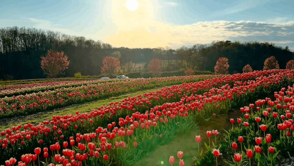 Half a Million Tulips Will Bloom at This Tennessee Festival — Opening March 14
