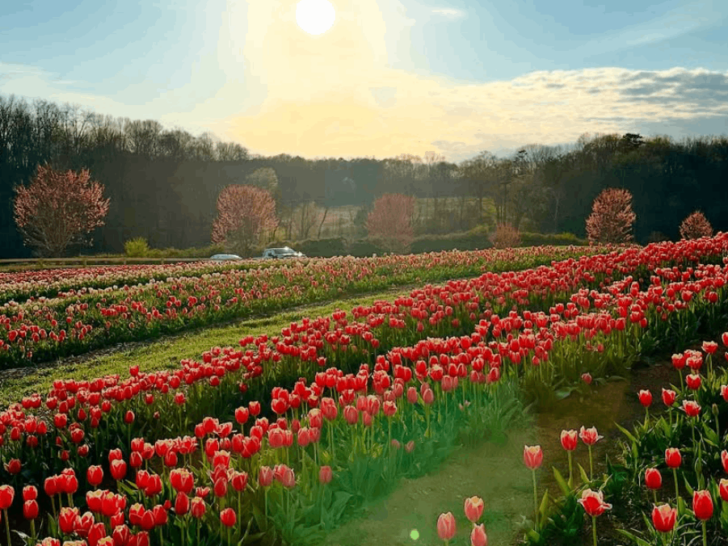 Half a Million Tulips Will Bloom at This Tennessee Festival — Opening March 14