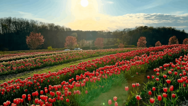 Half a Million Tulips Will Bloom at This Tennessee Festival — Opening March 14