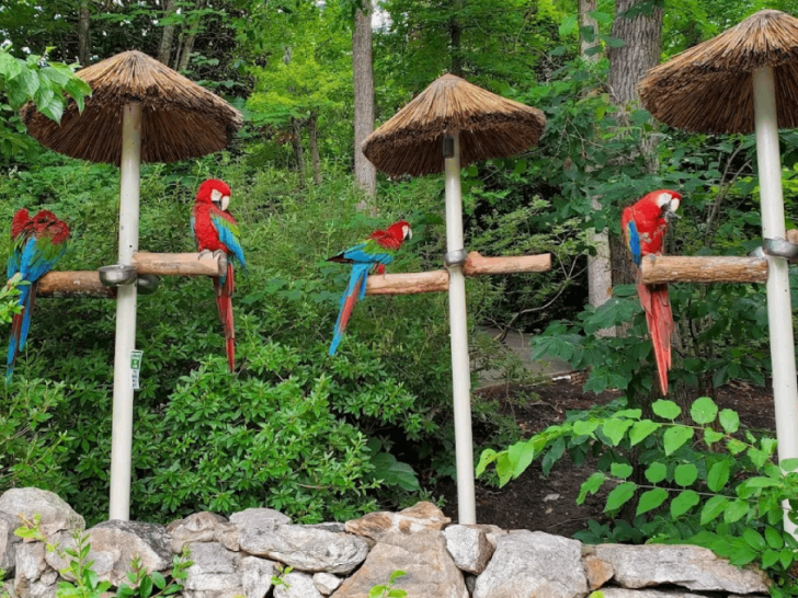 Hidden in Tennessee, This Garden Is Filled With Rare Parrots You Can Actually Meet