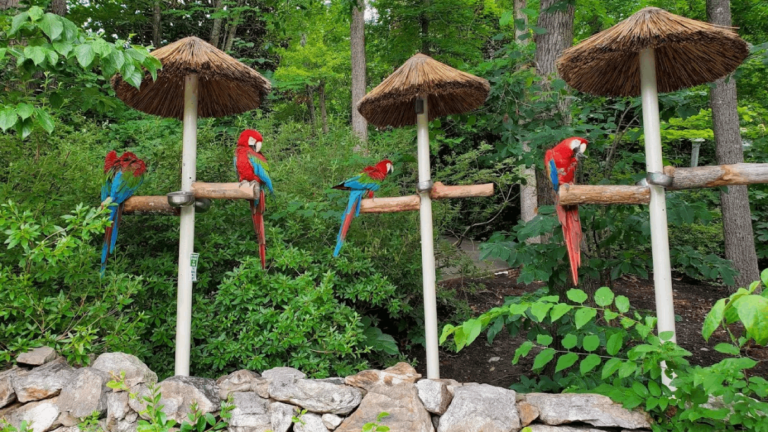 Hidden in Tennessee, This Garden Is Filled With Rare Parrots You Can Actually Meet