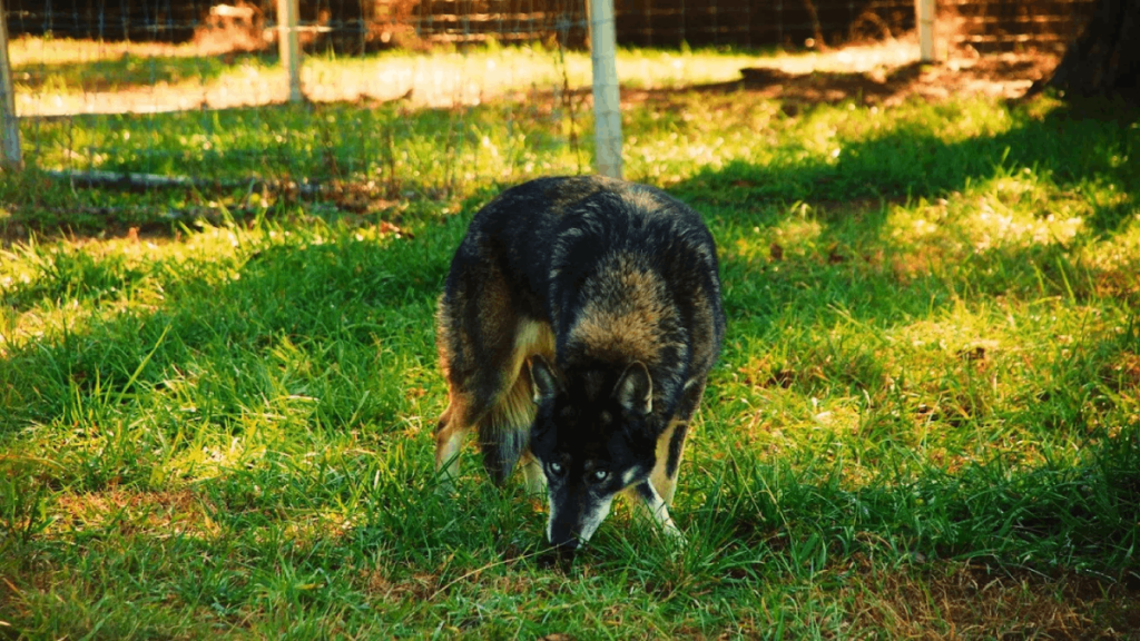 One Tennessee Sanctuary Is Giving Rescued Wolf-Dogs a Second Chance