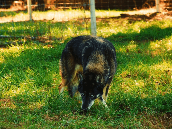 One Tennessee Sanctuary Is Giving Rescued Wolf-Dogs a Second Chance