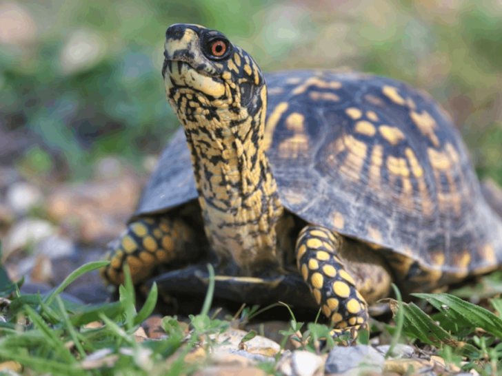 Tennessee's Turtles Will Be Soaking Up the Sun Soon&mdash;Here Are 6 Places to See Them