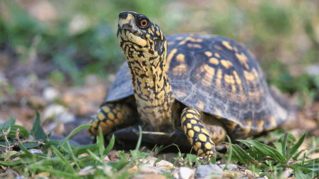 Tennessee's Turtles Will Be Soaking Up the Sun Soon—Here Are 6 Places to See Them