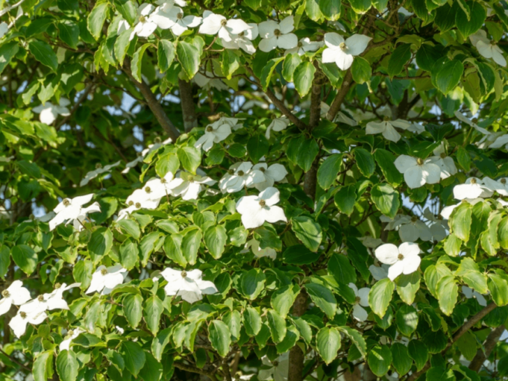 These 6 Tennessee Spots Are Perfect for Seeing Dogwoods in Bloom This Spring