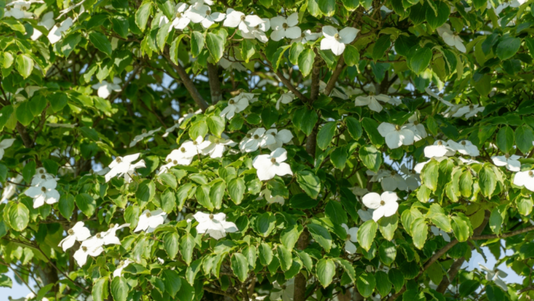 These 6 Tennessee Spots Are Perfect for Seeing Dogwoods in Bloom This Spring
